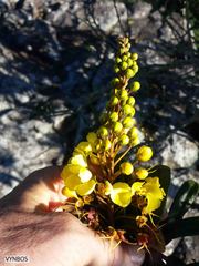 Acridocarpus natalitius natalitius