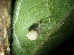 Chrysso lingchuanensis