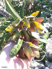 Acridocarpus natalitius natalitius