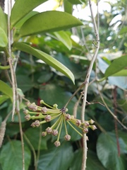Hoya