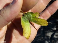 Acridocarpus natalitius natalitius