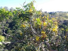 Acridocarpus natalitius natalitius