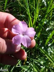 Dianthus zeyheri