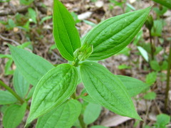 Galium maximowiczii