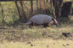 Euphractus sexcinctus