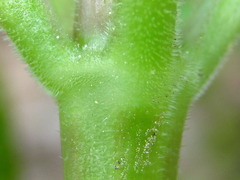 Galium maximowiczii