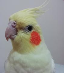 Nymphicus hollandicus