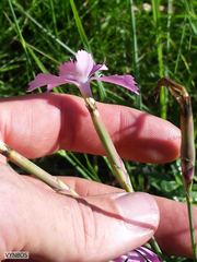 Dianthus zeyheri