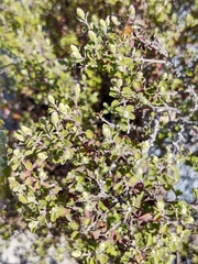 Brickellia veronicifolia