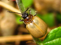 Gallerucida flavipennis