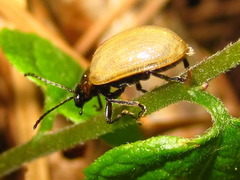 Gallerucida flavipennis