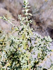 Brickellia veronicifolia
