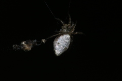 Cyclosa argentata