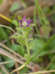 Githopsis specularioides