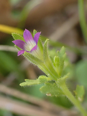 Githopsis specularioides