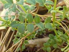 Hosackia stipularis ottleyi