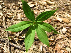 Paris verticillata