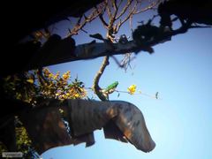 Chrysococcyx cupreus