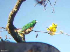 Chrysococcyx cupreus