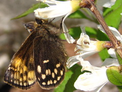 Erynnis montanus