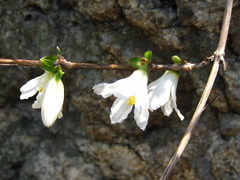Deutzia uniflora