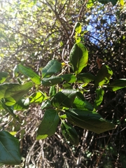 Lardizabala biternata