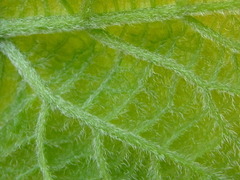 Alangium platanifolium