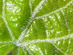 Alangium platanifolium