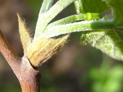 Alangium platanifolium