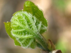 Alangium platanifolium