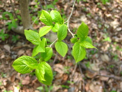 Symplocos sawafutagi