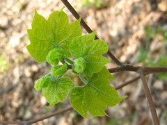 Alangium platanifolium