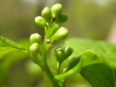 Symplocos sawafutagi