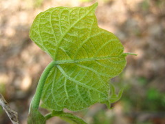 Alangium platanifolium