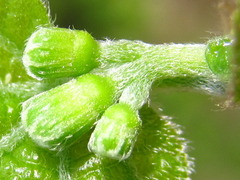 Alangium platanifolium