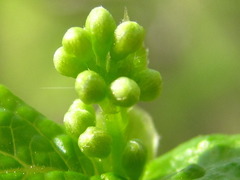 Symplocos sawafutagi