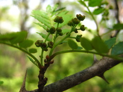 Zanthoxylum piperitum