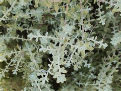 Brickellia veronicifolia