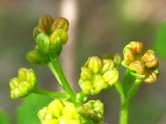 Zanthoxylum piperitum