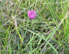 Callirhoe leiocarpa