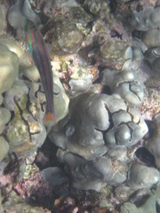 Thalassoma quinquevittatum