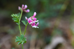 Hosackia stipularis ottleyi