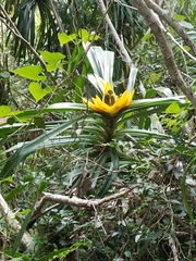 Freycinetia reineckei