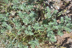 Cryptantha minima