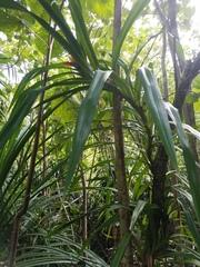 Freycinetia reineckei