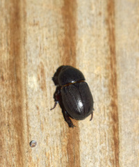 Euetheola