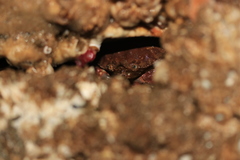 Glebocarcinus oregonensis image