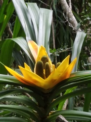 Freycinetia reineckei