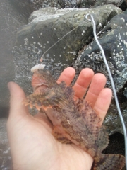 Hemilepidotus spinosus