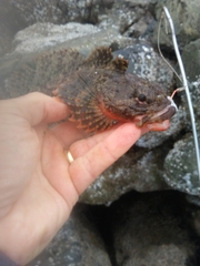 Hemilepidotus spinosus